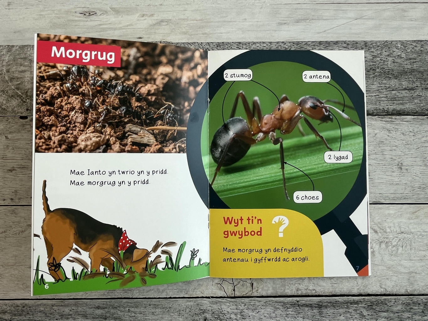 Wyt ti'n Gwybod? Trychfilod