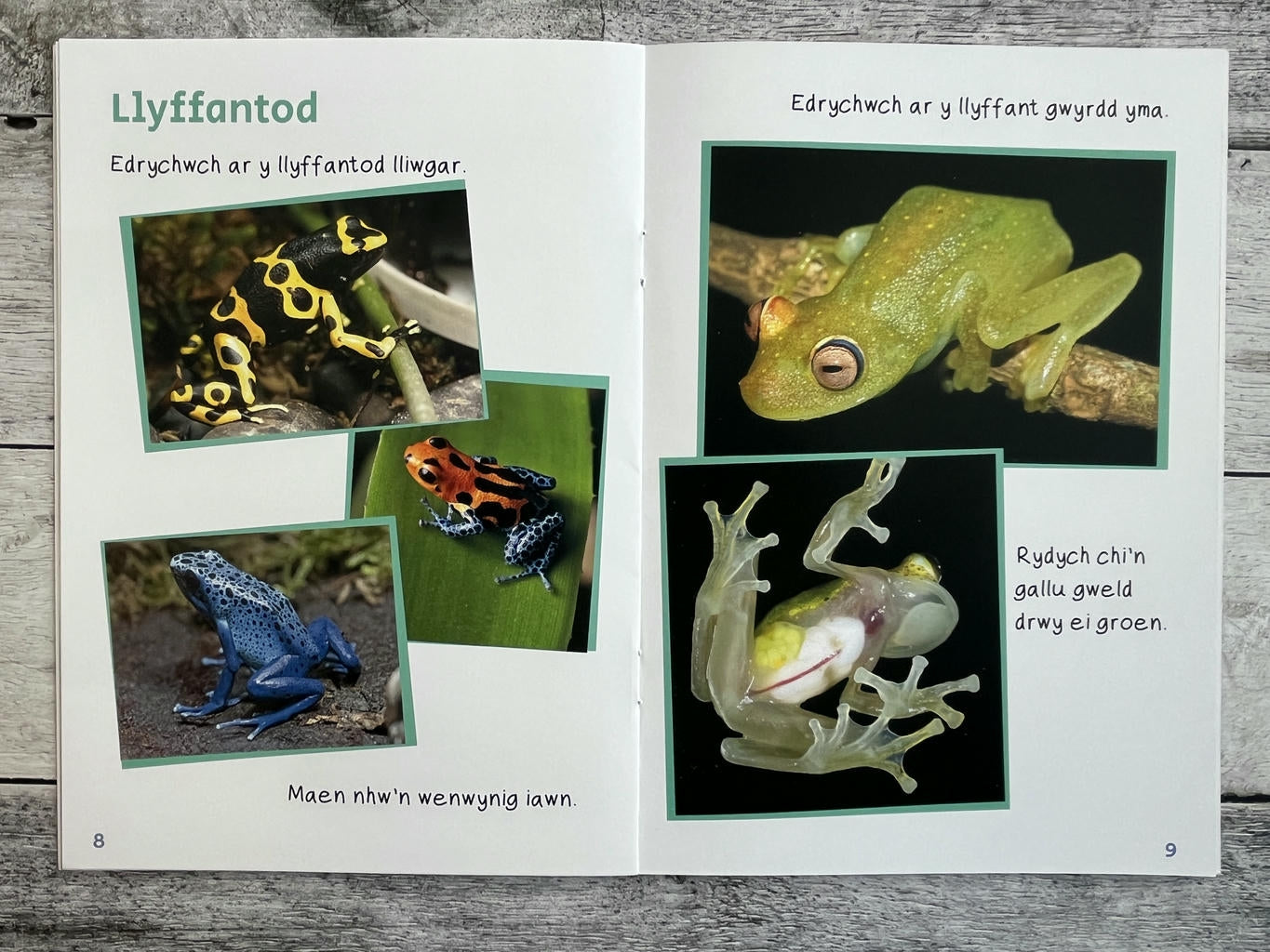 Wyt ti'n Gwybod? Yn y Jyngl