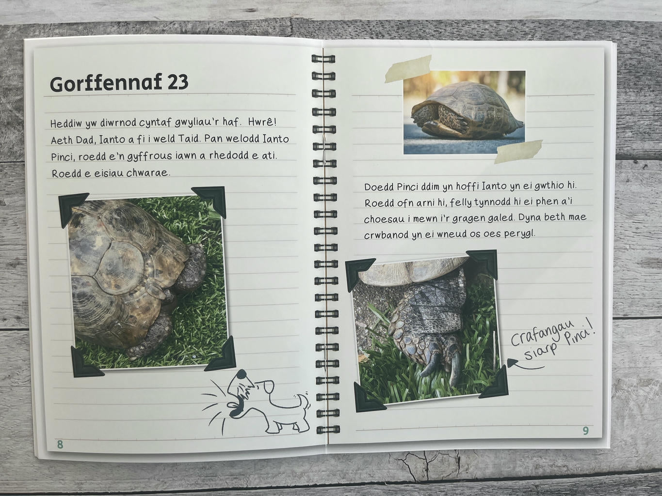 Wyt ti'n Gwybod? Pinci