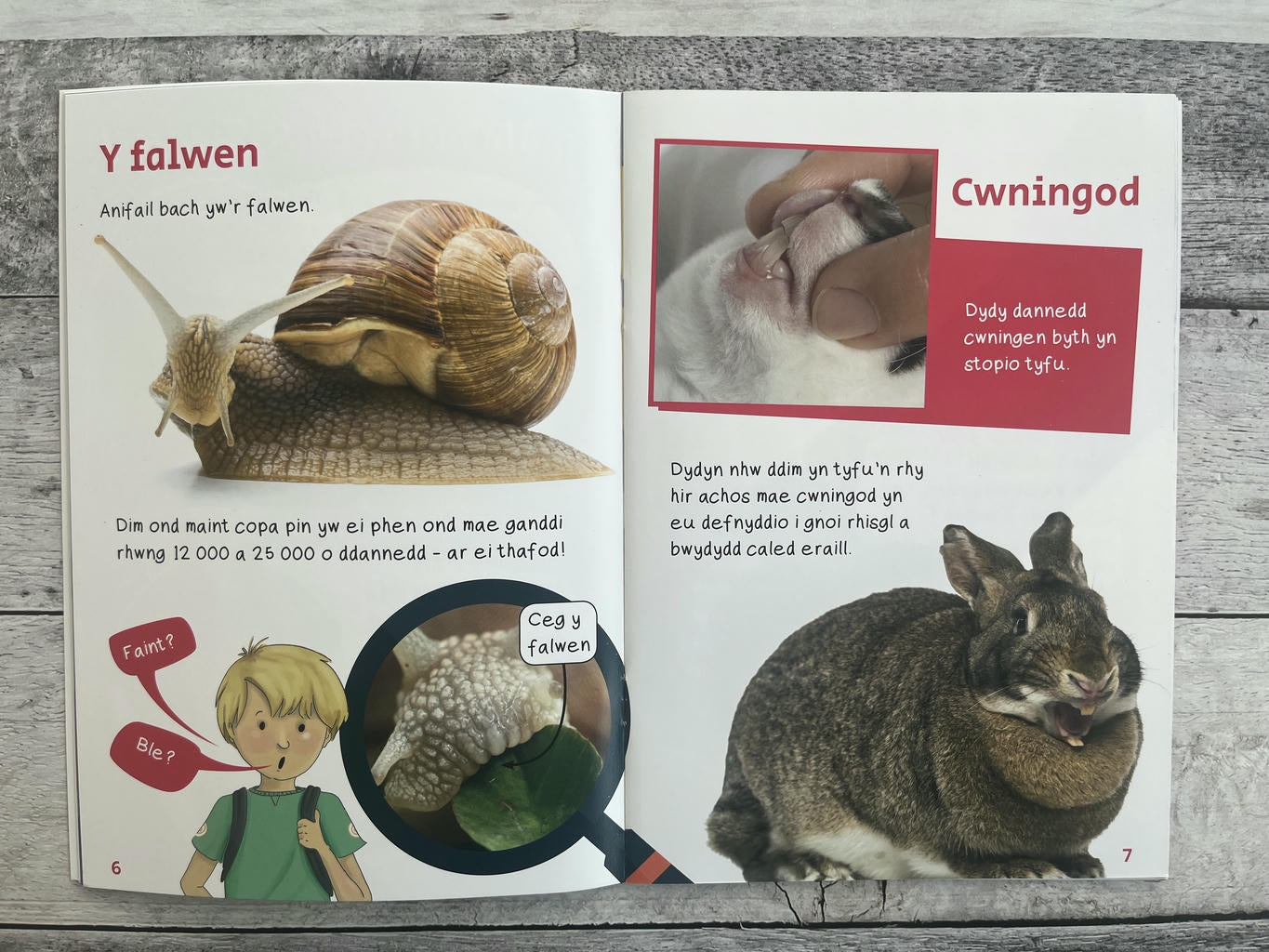 Wyt ti'n Gwybod? Danedd