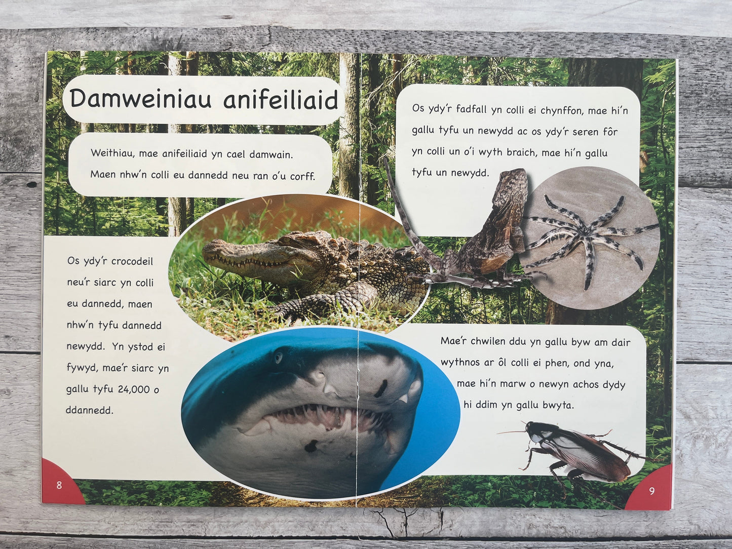 Mêts Maesllan: Ffeithiau ffantastig