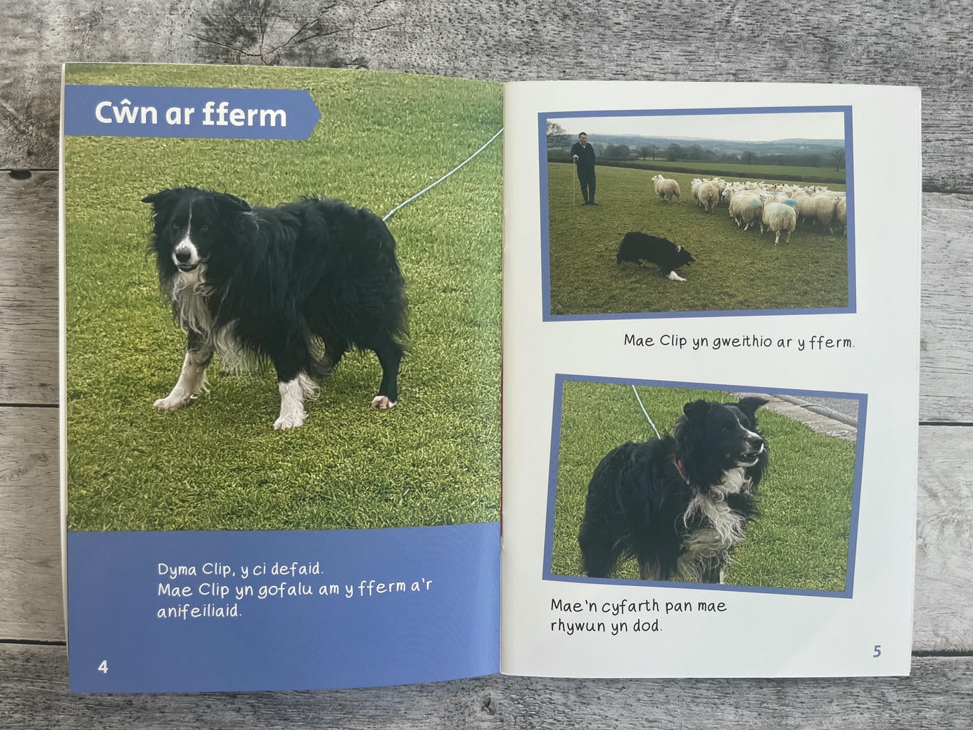 Wyt ti'n Gwybod? Cŵn sy'n gweithio